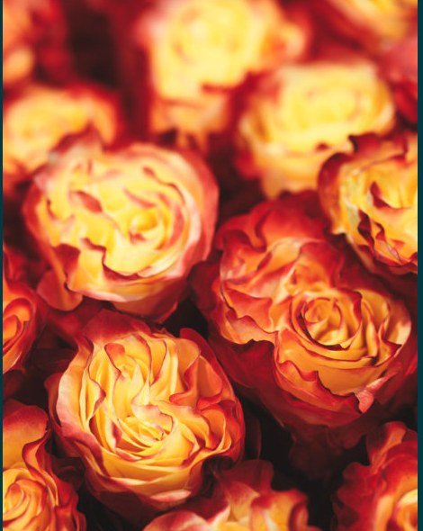 Orange garden roses