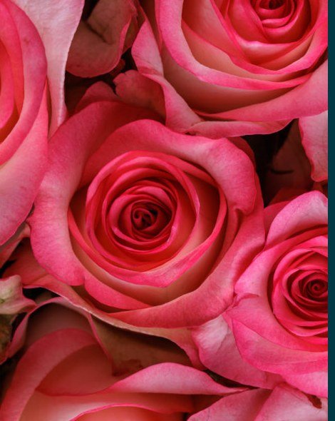 Hot pink roses