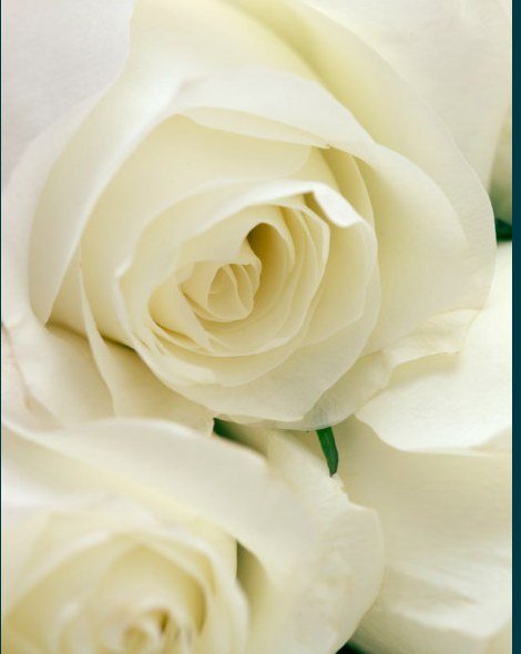 White roses