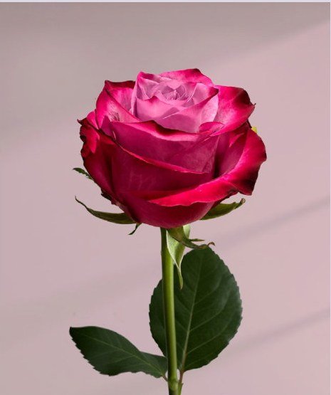 Deep Purple rose