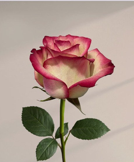 Paloma rose