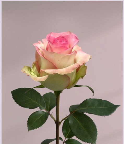 Swan rose